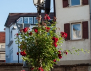 Rosen am Brunnenplatz