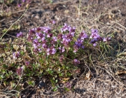 Steppenflora auf dem Heimberg