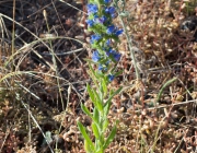 Steppenflora auf dem Heimberg