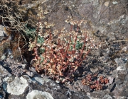 Steppenflora auf dem Heimberg